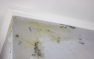 Say Goodbye to Mold: Expert Tips for Successful Mold Removal in McKinney