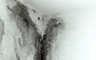Unveiling the Hidden Threat: Mold and Its Impact on Well-being