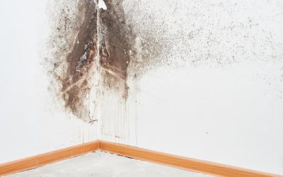 How Addressing Mold Issues Can Protect Your McKinney Investment