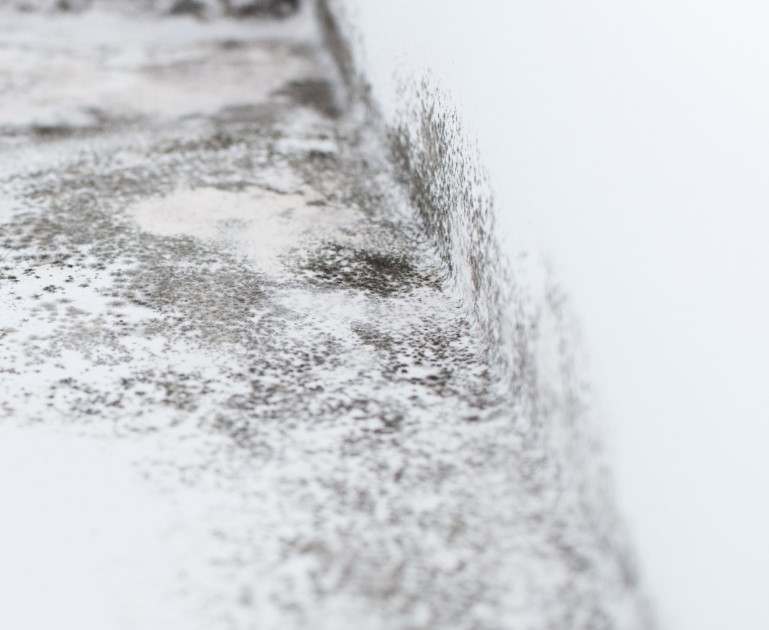 Ignoring the Risks of Mold and Contaminants