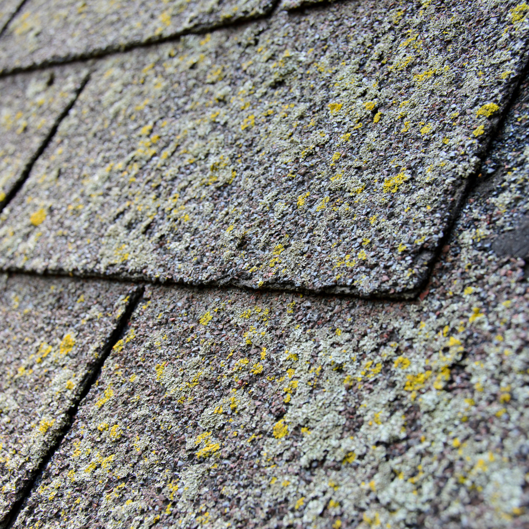 mold on roof