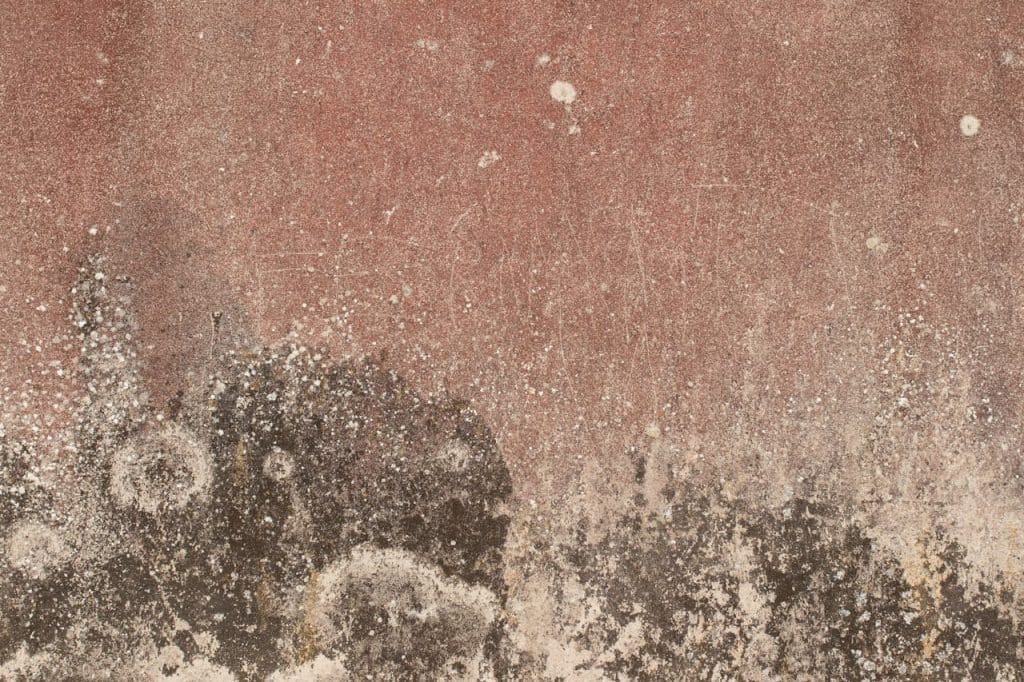 Mold removal technician treating mold growth after water damage restoration in Anna home