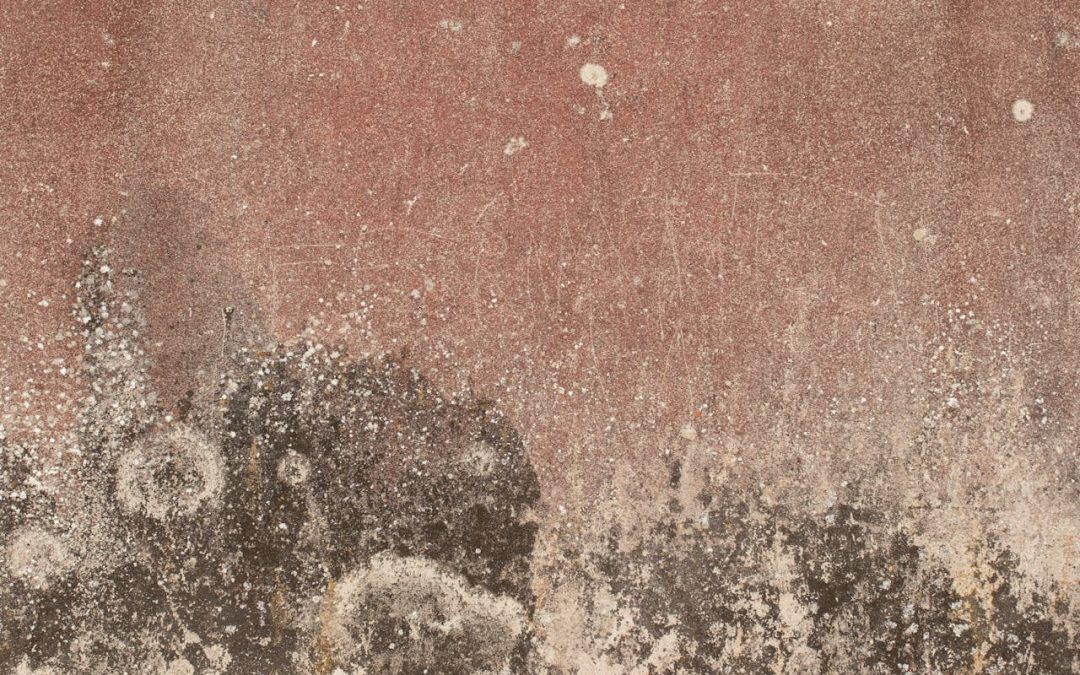 mold removal