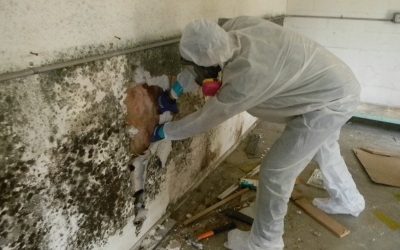 Mold Remediation in McKinney: Protecting Your Home, Health, and Investment