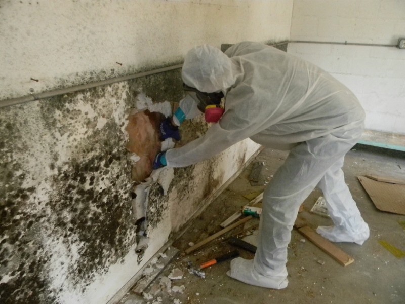 Technician inspecting wall insulation for mold after water damage