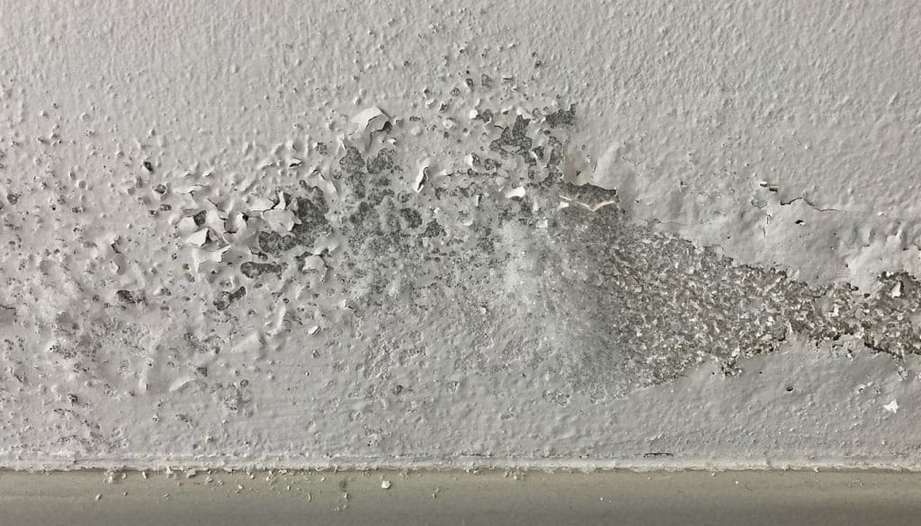 Mold cleaned from wall surface but moisture still present