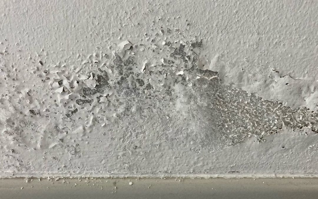 Mold cleaned from wall surface but moisture still present