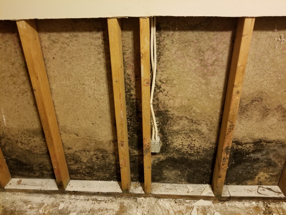 Close up of early stage mold growth forming on the backside of drywall