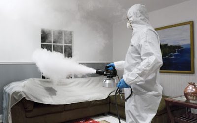 The Complete Guide to Professional Mold Remediation in McKinney TX