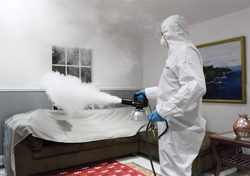 The Complete Guide to Professional Mold Remediation in McKinney TX