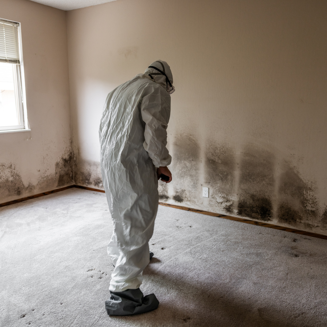 mold removal