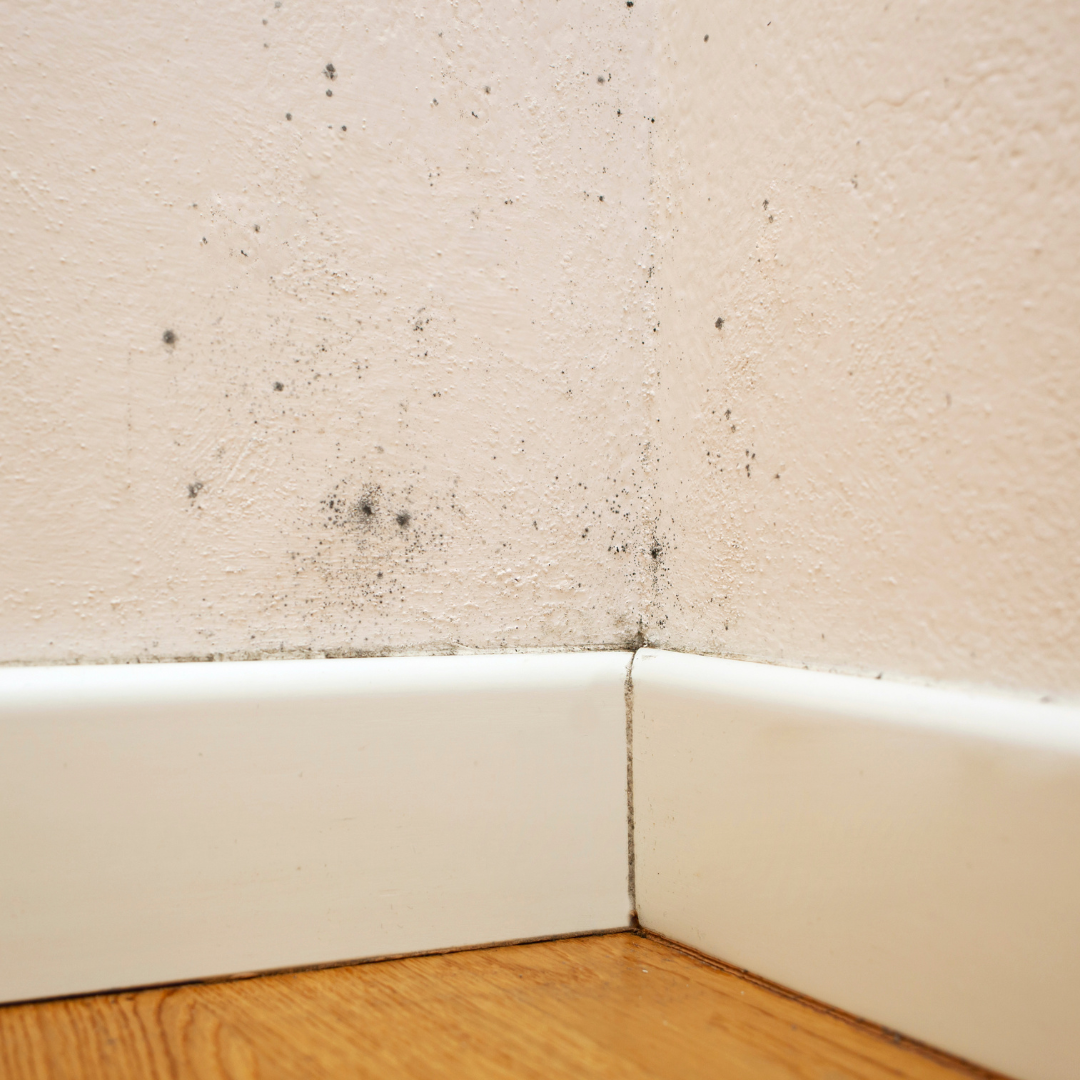 mold