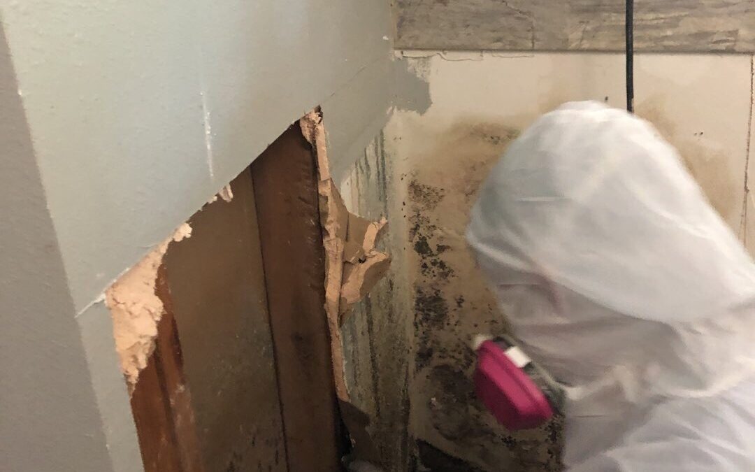 Bathroom Mold Remediation in Sherman, TX