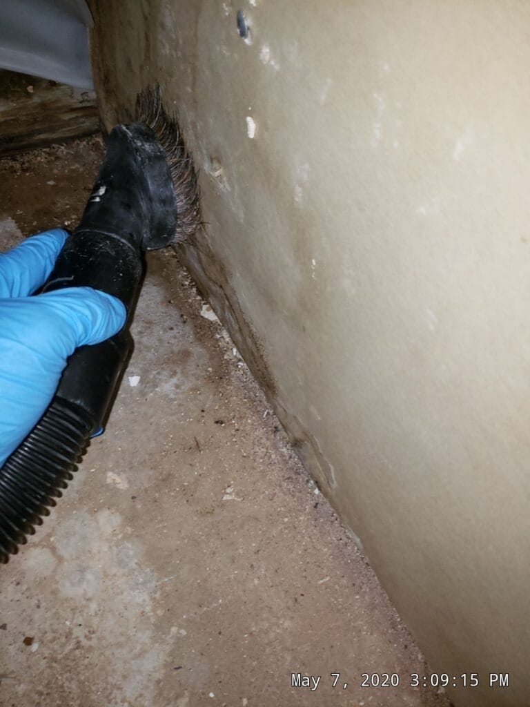 After: technician runs a HEPA vacuum along an interior wall base to finish mold remediation in The Colony, TX