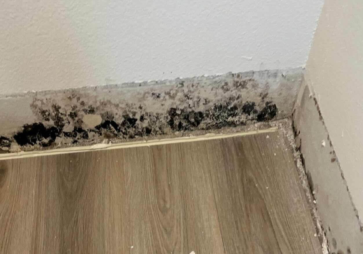 Commercial mold cleanup and remediation in North Texas