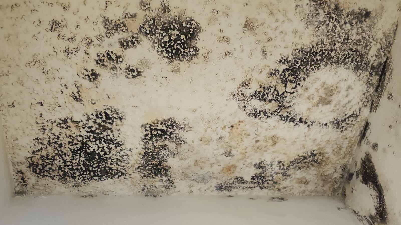 mold-on-celing-mckinney-tx Visible Mold Growth investigation placeholder