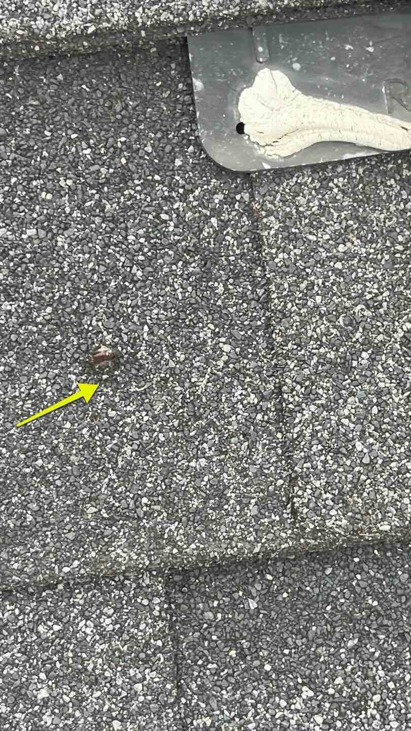 Exposed nail pop in an asphalt shingle that can allow water intrusion