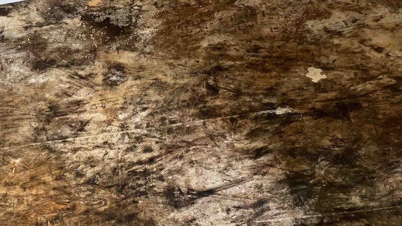 visible-mold-growth-sherman-tx Visible Mold Growth completed work placeholder