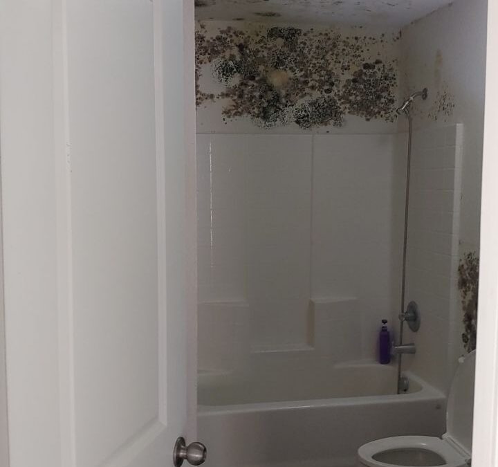 Musty Odor and Visible Mold in a Greenville Rental: Inspection Findings and Next Steps