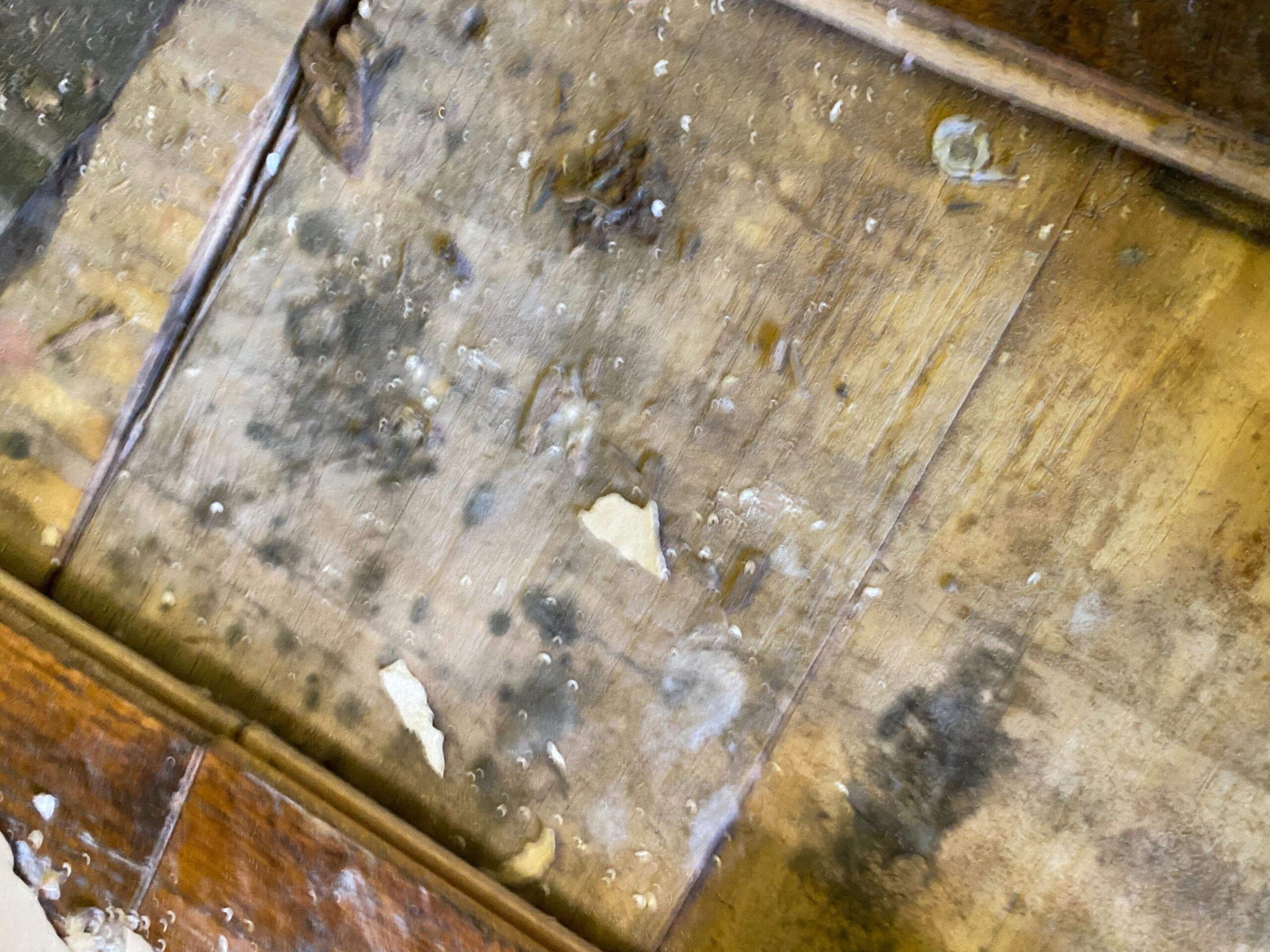 Water Damage project documentation in Dallas, TX